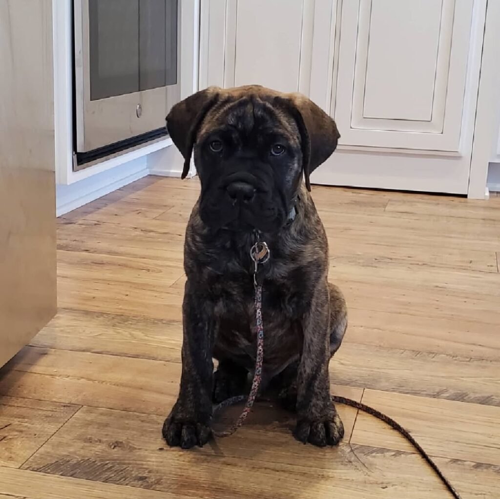 Bull Mastiff