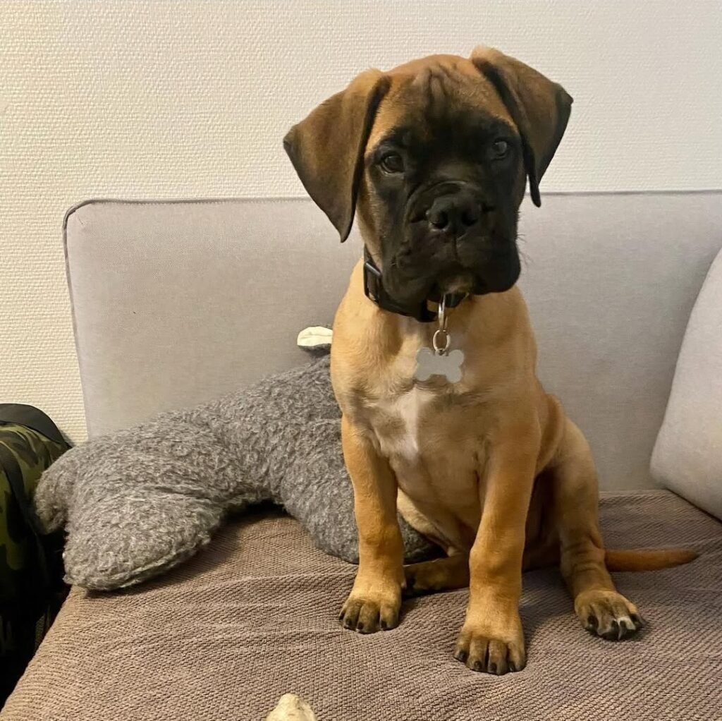 Bull Mastiff
